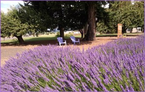 A Lavender Day