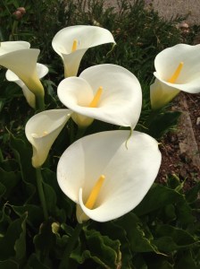 Calla Lilies