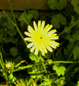Dandelion