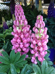 Lupine flowers