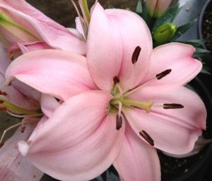 Pink Lily