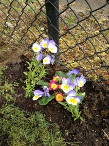 Pretty Pansies