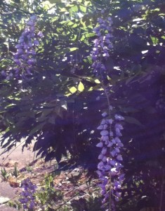 Wisteria