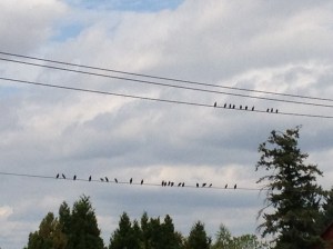 Birds on the Wires
