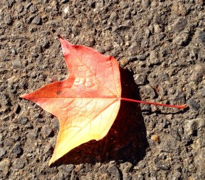 Fall Leaf