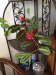 Prayer Plant