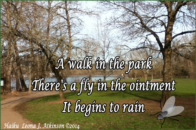 A Fly--Haiku--Photo of Park and a Fly