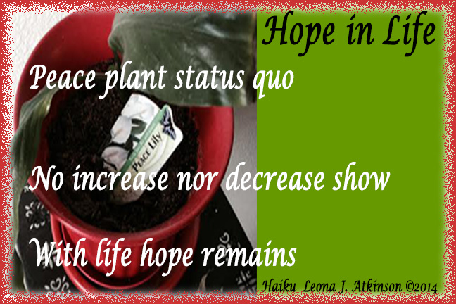 Peace Plant--Haiku