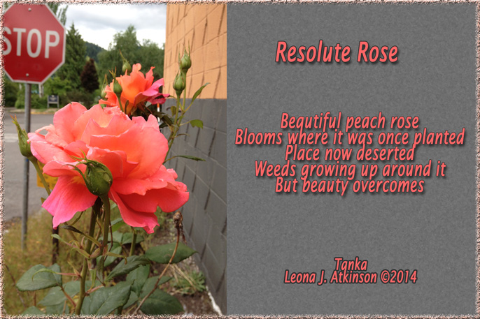 Peach Rose--Tanka poetry