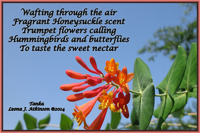 Honeysuckle Vine--Tanka poem