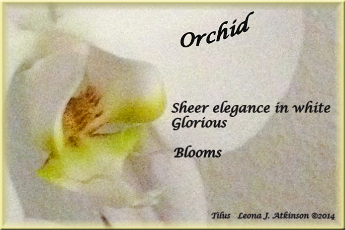 White Orchid--Tilus poem