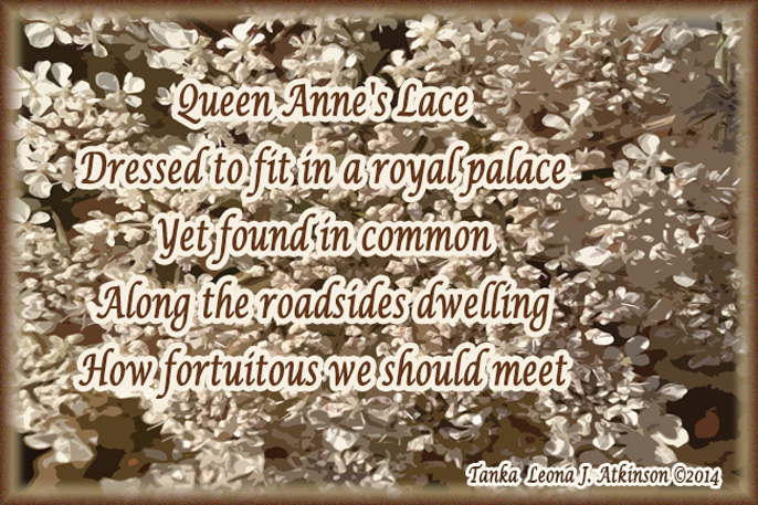 Queen Anne's Lace flower photograph--Tanka poem