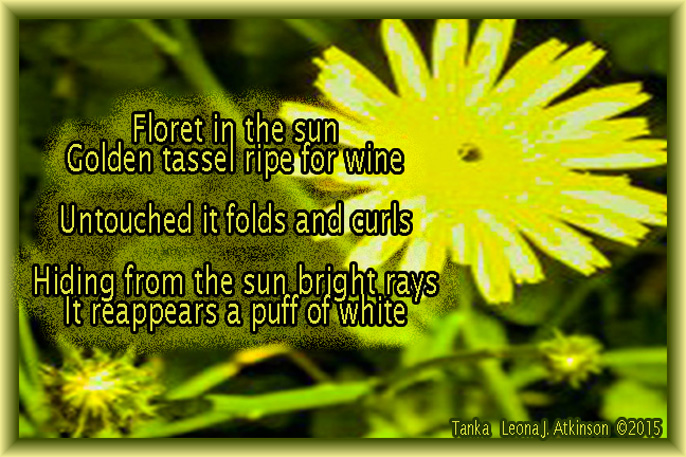 Dandelion--Tanka poem