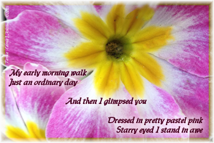 Tanka poem about a pink anemone flower