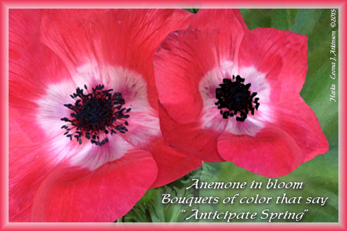 Anemone flowers--Haiku poem