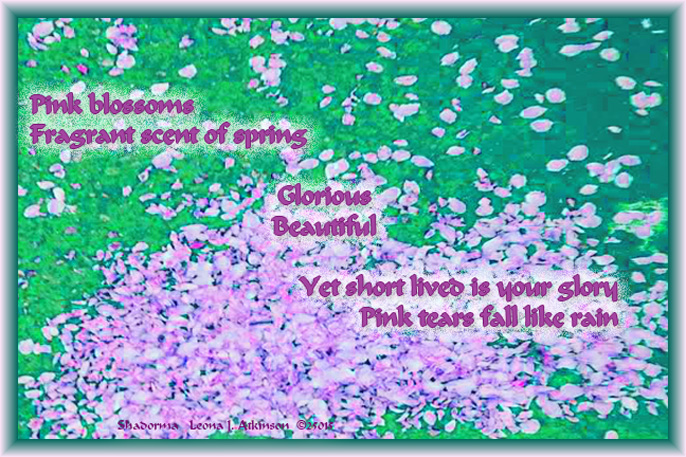 Cherry Blossom Tree Petals--Shadorma poem