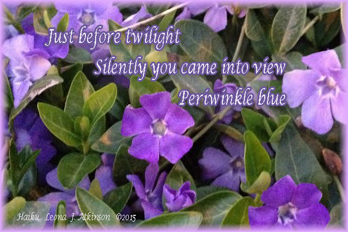 Periwinkle flowering--Haiku 
