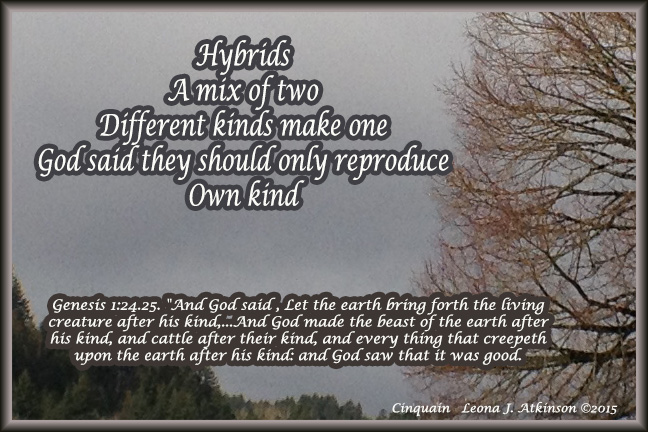 Cinquain about animal hybrids