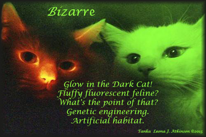 Tanka poem about Glow-in-the-Dark Cats--genetic engineering