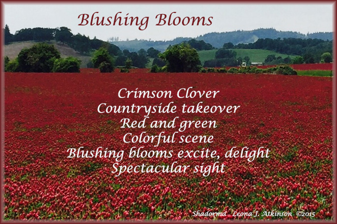 Crimson Clover photo and Shadorma poem