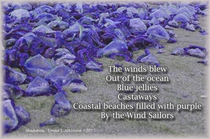 Shadorma poem about Blue Jellyfish on American beaches--news from National Geographic