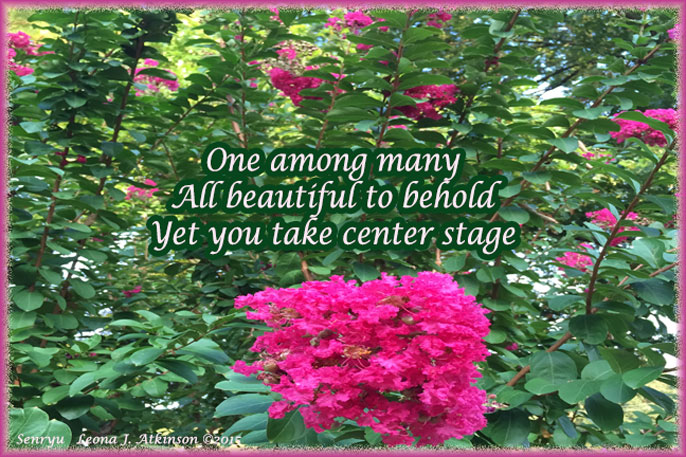 Senryu poem--Pink flowers