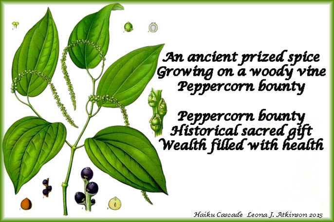 Black Pepper--Haiku