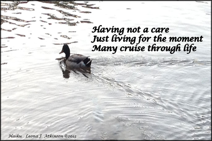 Duck cruising in a pond--HaIKU poetry