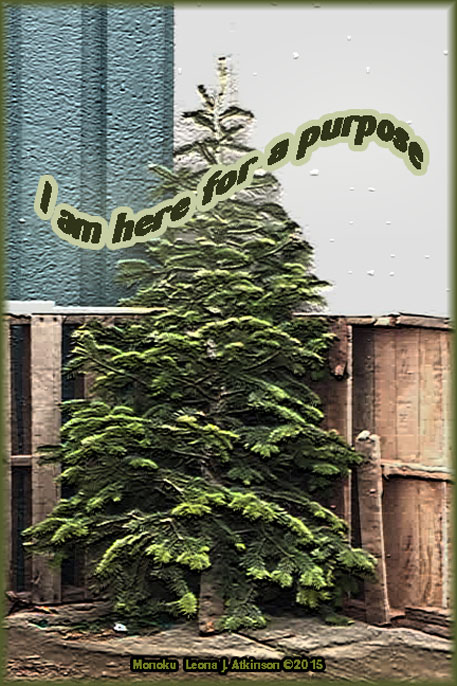 Evergreen Tree, purpose, Monoku poem