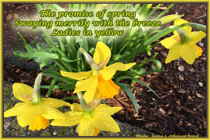 Daffodils--Springtime--Haiku