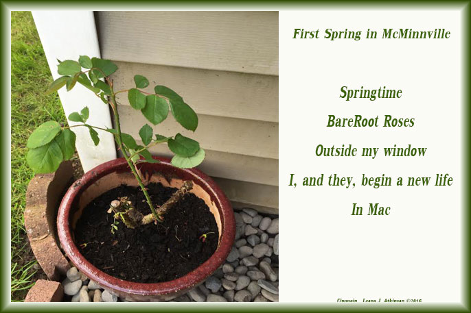 outside my window--Cinquain poem