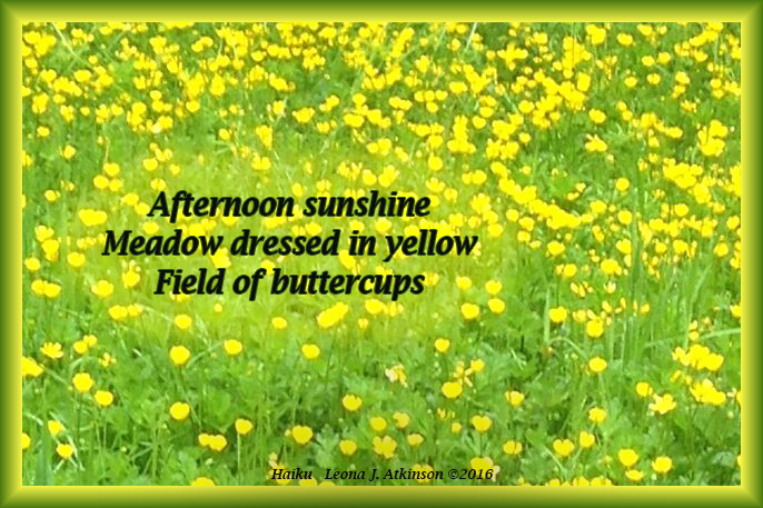 Haiku--Buttercups in field