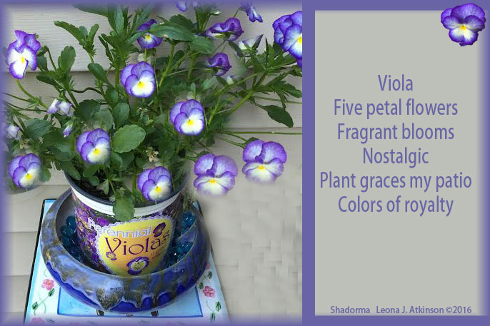 Viola--flower-plant--Shadorma poem