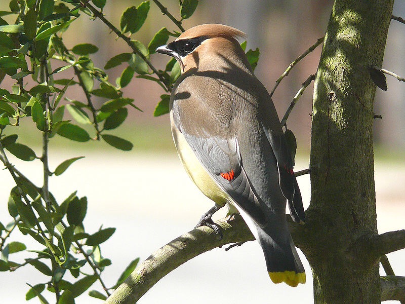 Cedar Waxwing  bird