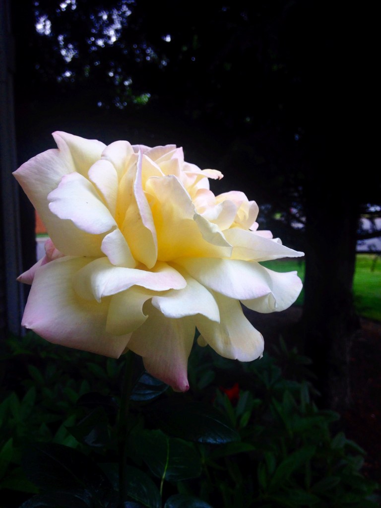 white Rose in bloom
