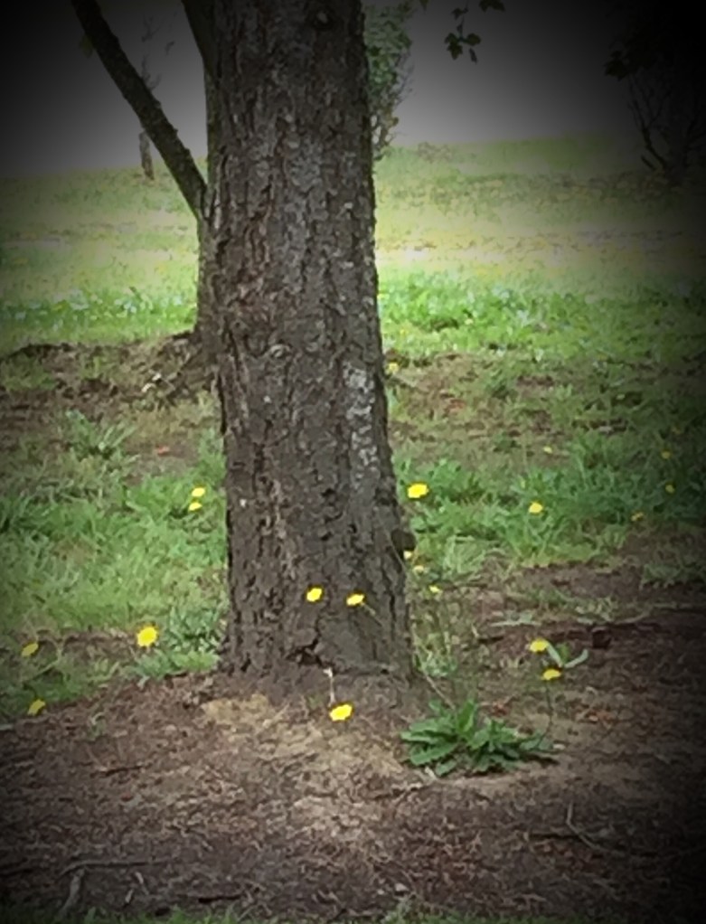tree, yellow flowers