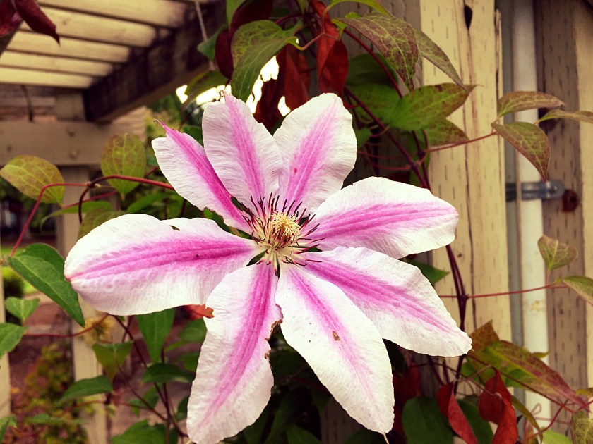 Nellie Moser Clematis