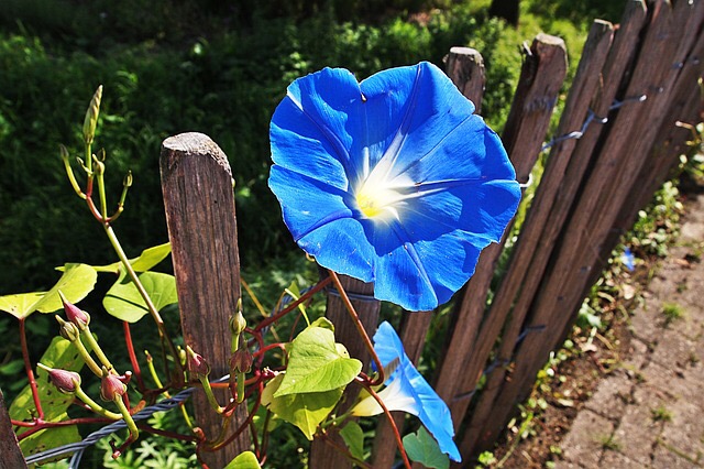 blue flower  in the fence 
