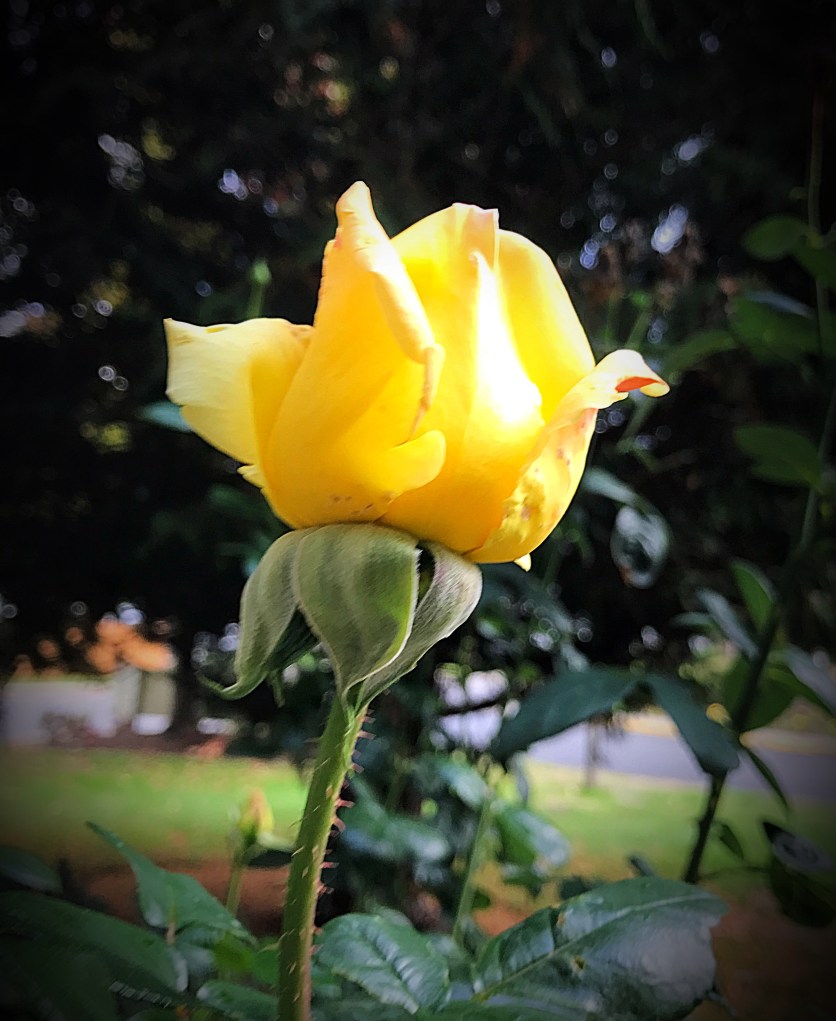 Yellow rose