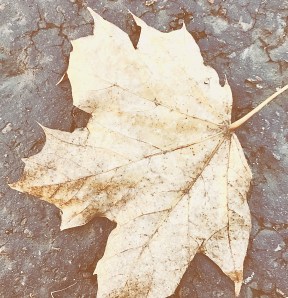 Faded leaf