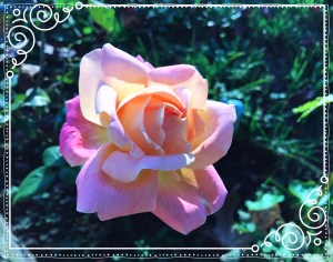 Pink Peace Rose