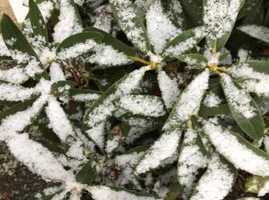 snow dusted bush