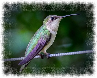 Hummingbird