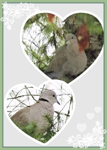 Doves in Pine Trees