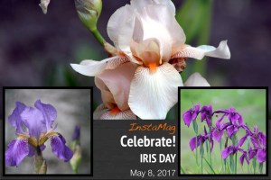 Iris Day, May 8