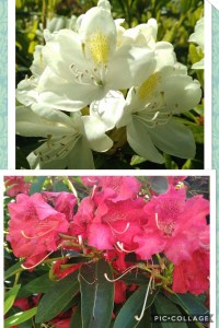 Red and white Rhododendrons 