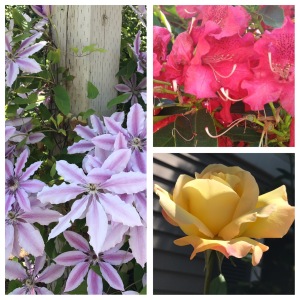 Flowers, purple clematis, red hydrangea, yellow rose
