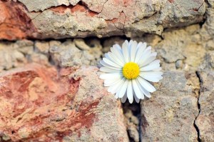 Daisy in a stone wall