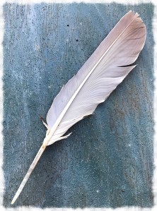 Dove Feather