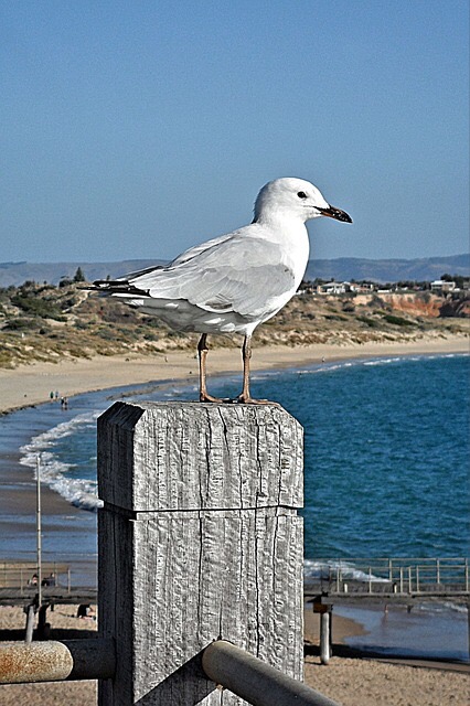 Seagull on a high post at the beach